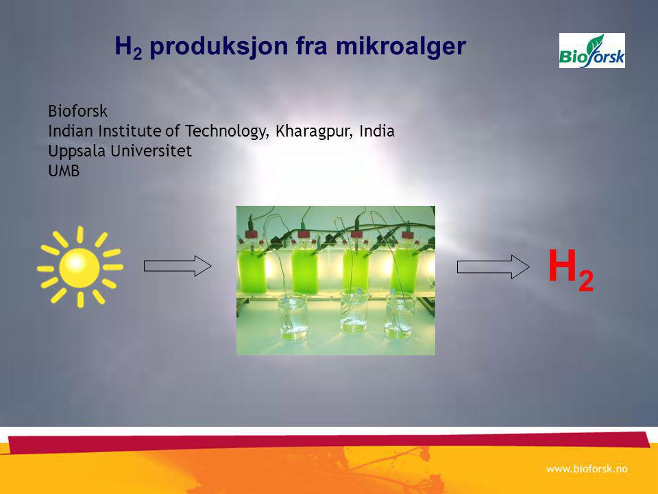 H 2 produksjon fra mikroalger H2H2 Bioforsk Indian Institute of Technology, Kharagpur, India Uppsala Universitet UMB