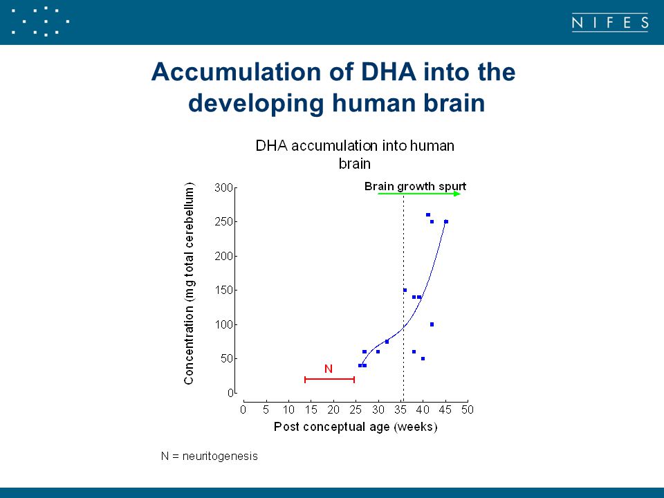 Accumulation of DHA into the developing human brain