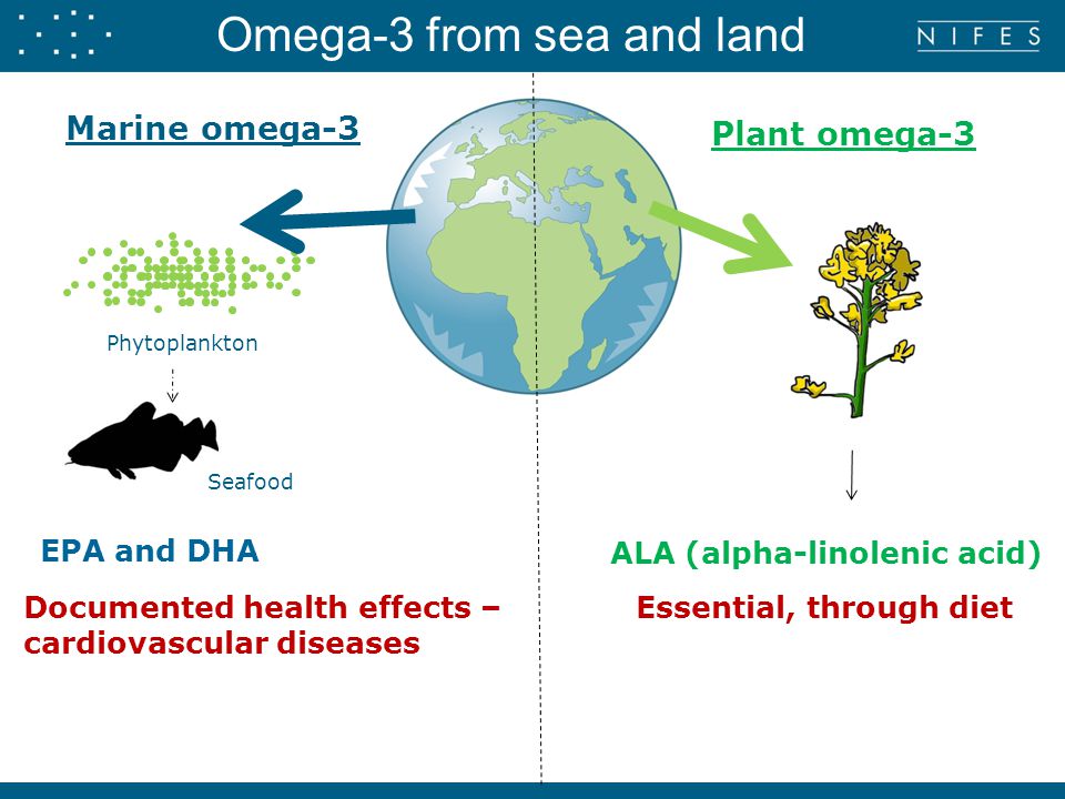 Marine omega-3 Phytoplankton Seafood Plant omega-3 EPA and DHA ALA (alpha-linolenic acid) Omega-3 from sea and land Documented health effects – cardiovascular diseases Essential, through diet