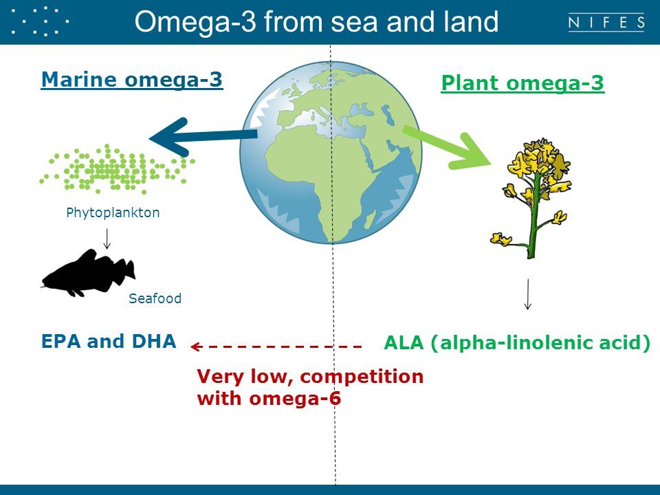 Marine omega-3 Phytoplankton Seafood Plant omega-3 EPA and DHA ALA (alpha-linolenic acid) Omega-3 from sea and land Very low, competition with omega-6
