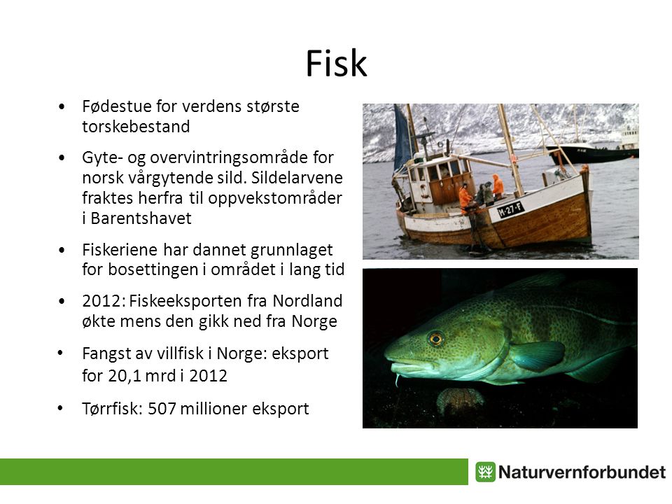 Fisk • Fødestue for verdens største torskebestand • Gyte- og overvintringsområde for norsk vårgytende sild.