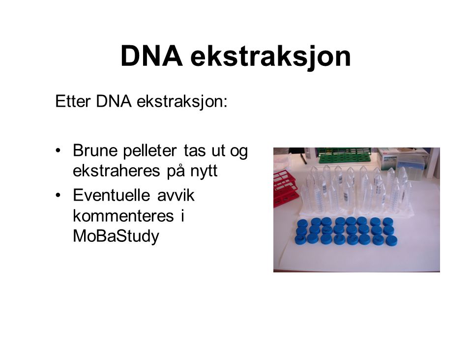 DNA ekstraksjon Etter DNA ekstraksjon: •Brune pelleter tas ut og ekstraheres på nytt •Eventuelle avvik kommenteres i MoBaStudy