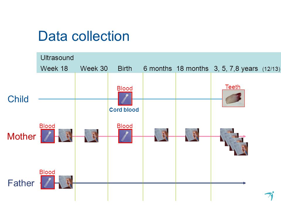 Data collection Mother Father Child Cord blood Ultrasound Week 18Week 30Birth6 months18 months 3, 5, 7,8 years (12/13) Blood Teeth