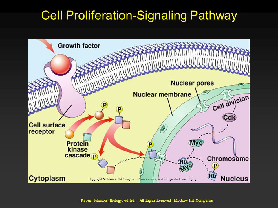 Cell Proliferation-Signaling Pathway Copyright © McGraw-Hill Companies Permission required for reproduction or display