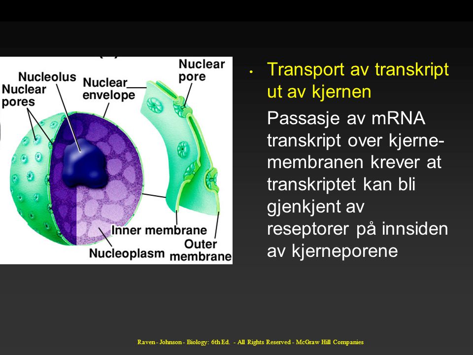 Transport av transkript ut av kjernen Passasje av mRNA transkript over kjerne- membranen krever at transkriptet kan bli gjenkjent av reseptorer på innsiden av kjerneporene