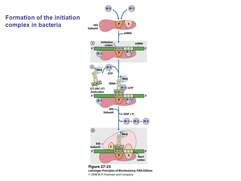 Formation of the initiation complex in bacteria