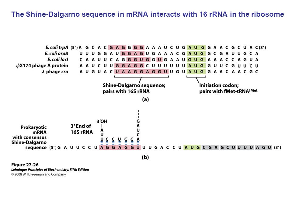 The Shine-Dalgarno sequence in mRNA interacts with 16 rRNA in the ribosome