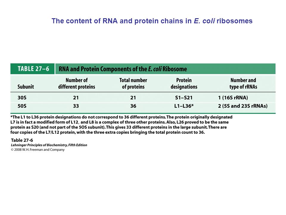 The content of RNA and protein chains in E. coli ribosomes