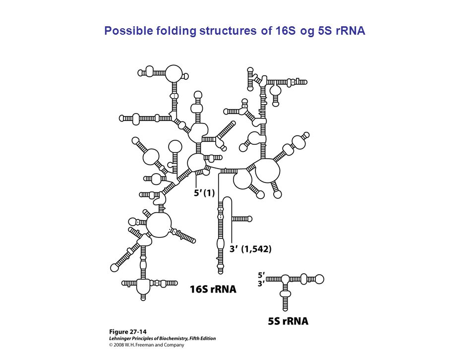 Possible folding structures of 16S og 5S rRNA