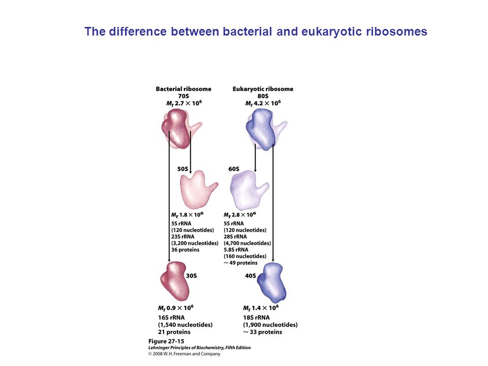 The difference between bacterial and eukaryotic ribosomes
