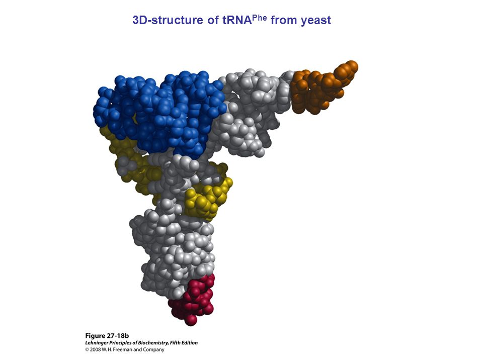 3D-structure of tRNA Phe from yeast