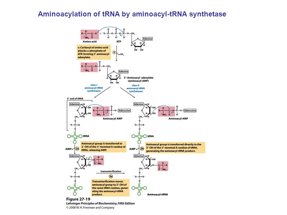 Aminoacylation of tRNA by aminoacyl-tRNA synthetase