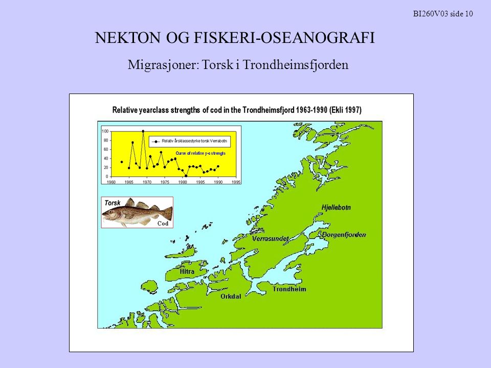 NEKTON OG FISKERI-OSEANOGRAFI BI260V03 side 10 Migrasjoner: Torsk i Trondheimsfjorden