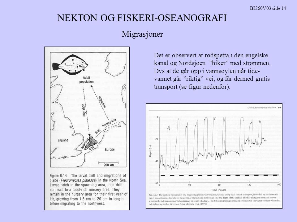 NEKTON OG FISKERI-OSEANOGRAFI BI260V03 side 14 Det er observert at rødspetta i den engelske kanal og Nordsjøen hiker med strømmen.