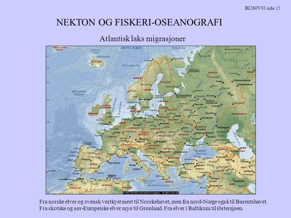 NEKTON OG FISKERI-OSEANOGRAFI BI260V03 side 15 Atlantisk laks migrasjoner Fra norske elver og svensk vestkyst mest til Norskehavet, men fra nord-Norge også til Barentshavet.