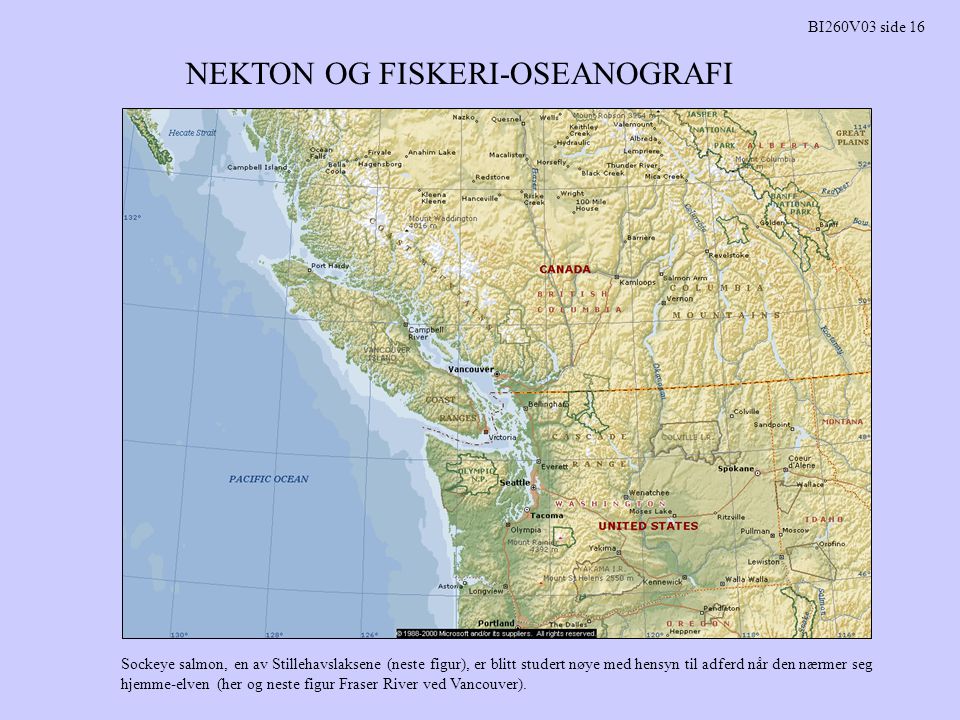 NEKTON OG FISKERI-OSEANOGRAFI BI260V03 side 16 Sockeye salmon, en av Stillehavslaksene (neste figur), er blitt studert nøye med hensyn til adferd når den nærmer seg hjemme-elven (her og neste figur Fraser River ved Vancouver).