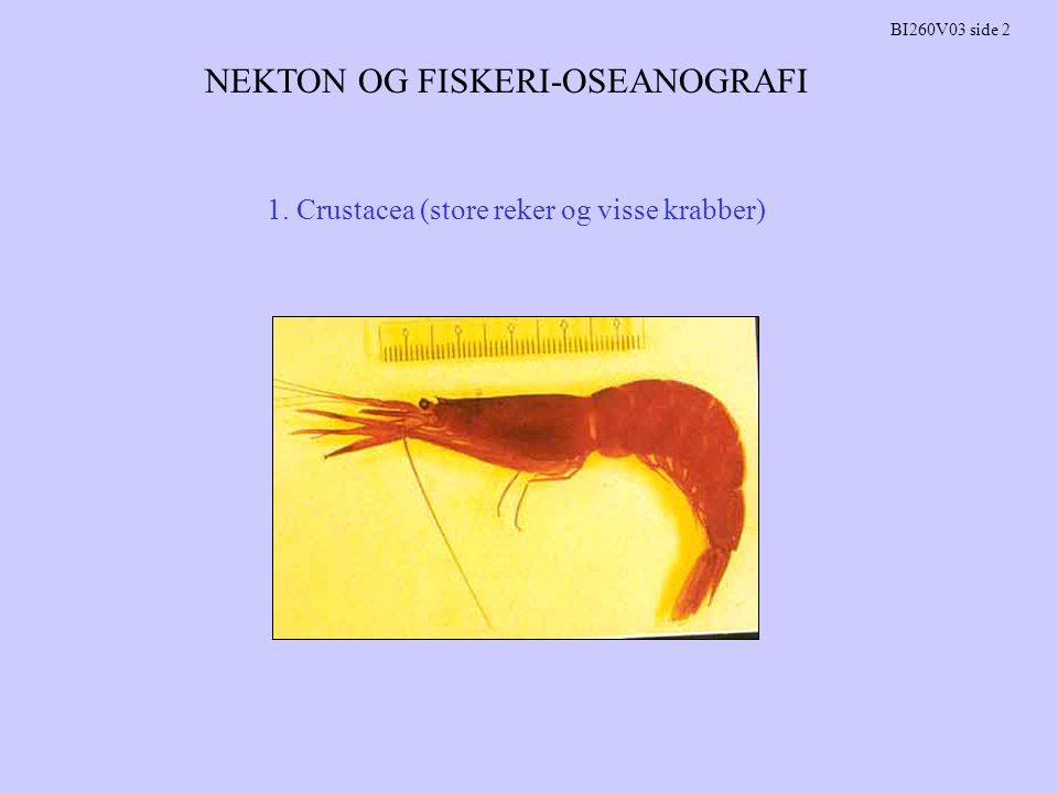 NEKTON OG FISKERI-OSEANOGRAFI BI260V03 side 2 1. Crustacea (store reker og visse krabber)