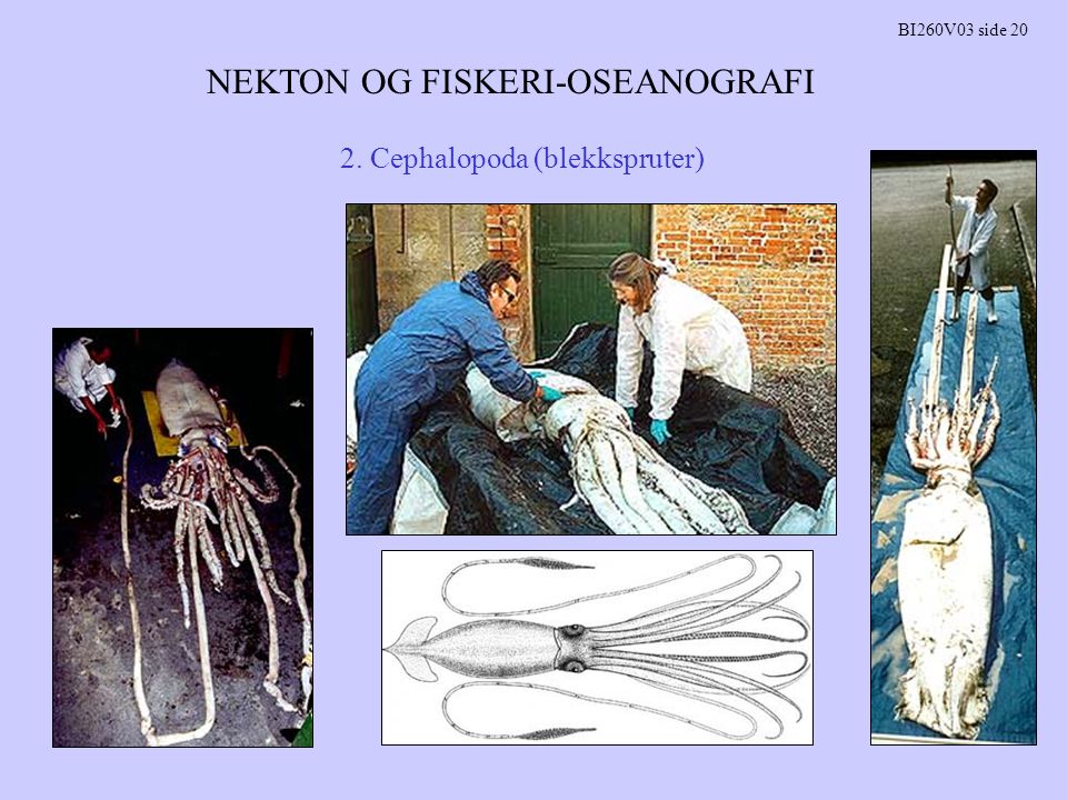 NEKTON OG FISKERI-OSEANOGRAFI BI260V03 side Cephalopoda (blekkspruter)