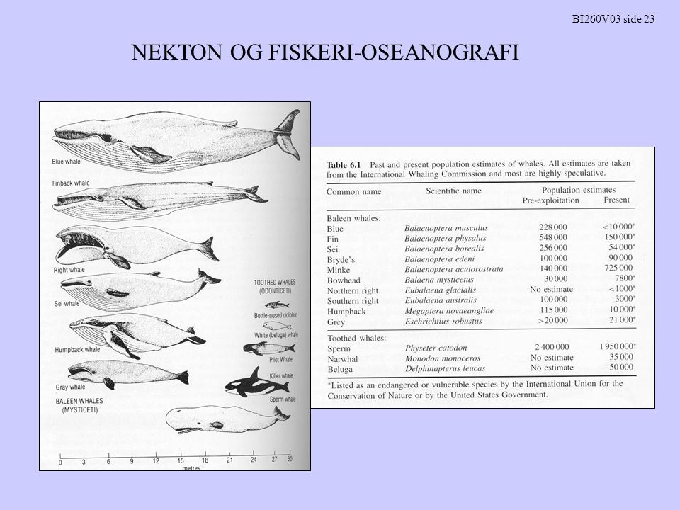 NEKTON OG FISKERI-OSEANOGRAFI BI260V03 side 23