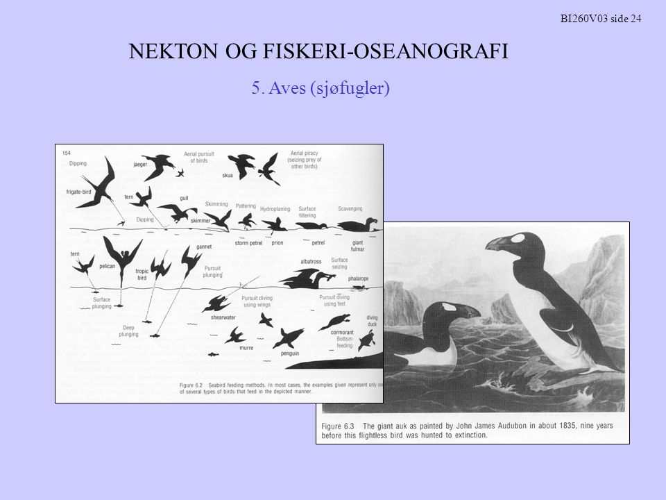 NEKTON OG FISKERI-OSEANOGRAFI BI260V03 side Aves (sjøfugler)