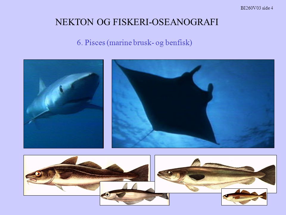 NEKTON OG FISKERI-OSEANOGRAFI BI260V03 side 4 6. Pisces (marine brusk- og benfisk)