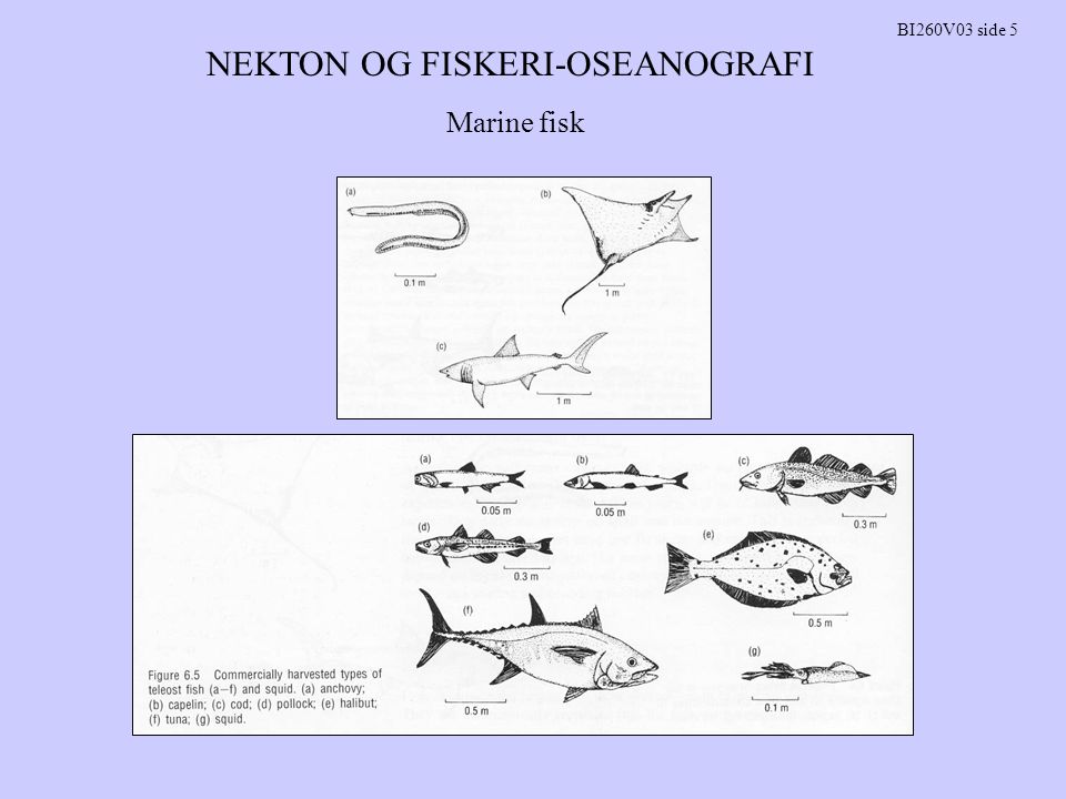 NEKTON OG FISKERI-OSEANOGRAFI BI260V03 side 5 Marine fisk