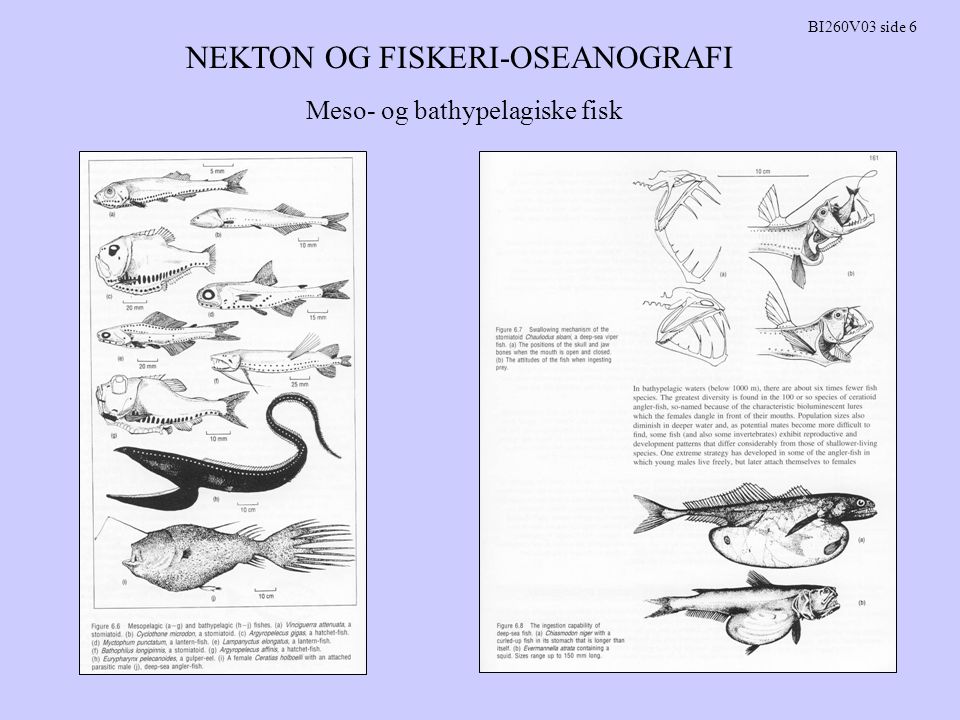 NEKTON OG FISKERI-OSEANOGRAFI BI260V03 side 6 Meso- og bathypelagiske fisk