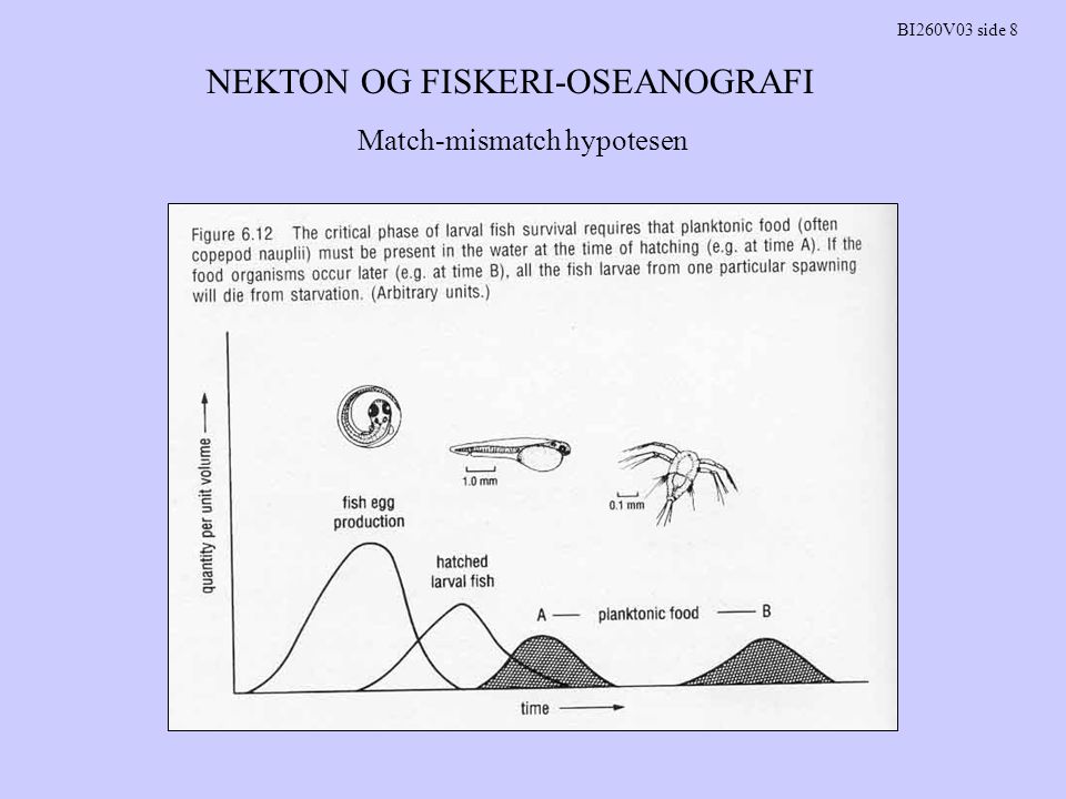 NEKTON OG FISKERI-OSEANOGRAFI BI260V03 side 8 Match-mismatch hypotesen